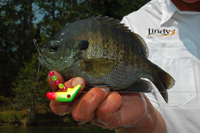 image of sunfish caught using Lindy Li'l Guy